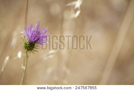 Flora Of Gran Canaria - Galactites Tomentosa, Purple Milk Thistle