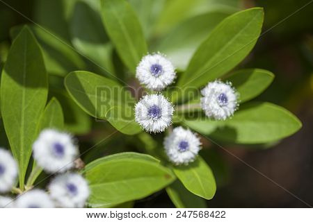 Flora Of Gran Canaria - Globularia Sarcophylla