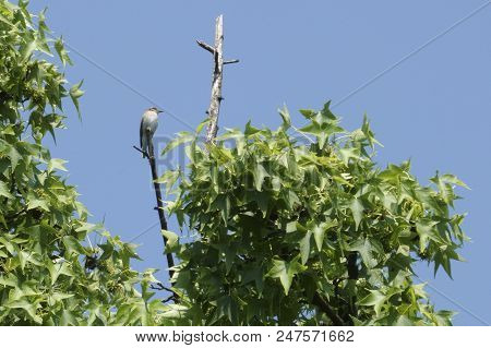 Phylloscopus Bonelli On Tree At Park