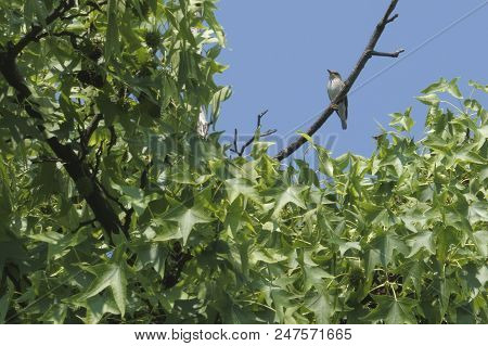 Phylloscopus Bonelli On Tree At Park