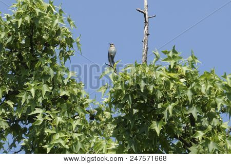 Phylloscopus Bonelli Singing On Tree At Park