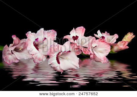 สีชมพู gladiola
