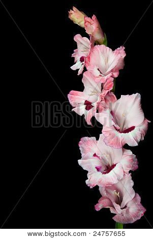 สายสีชมพู gladiola