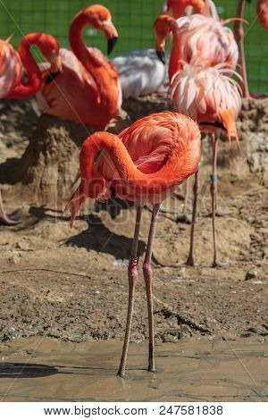 Pink Flamingos Are Walking In The Park In Nature