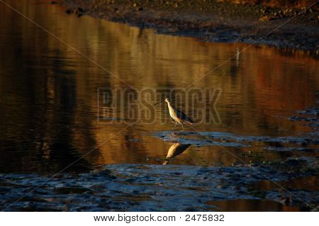 ลองเรียก Waterbird
