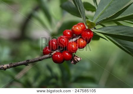 Poisonous Red Fruit Daphne Mezereum In The Natural Environment.