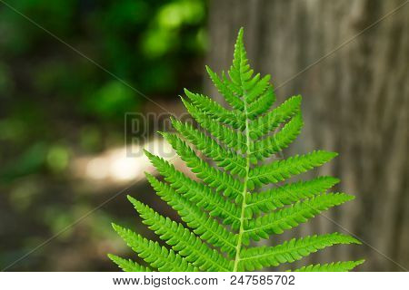 Natural Texture One Green Leaf Of A Fern Closeup In Light Day