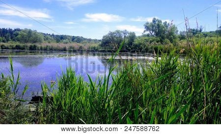 Owergrown River Beach At The Forest Near Village