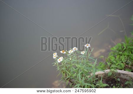 Small Flower Near River In The City , Flowers Texture