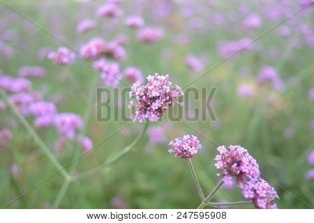 Close Up Beautiful Verbena Bonariensis Flower,flowers Texture