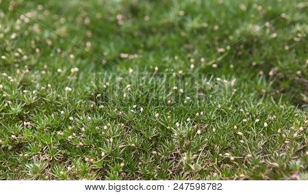 Small White Daisy Flowers In Green Grass From Above, Copy Space