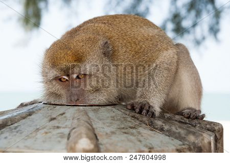 Monkey Eat From Plate. Primate Sit Outdoor. Cute Animal. Monkey Day. Wild Nature And Wildlife. Zoo.