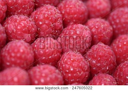 Fresh And Sweet Raspberries Background. Shallow Dof