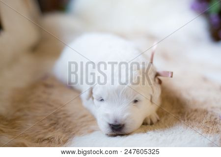 Close-up Image Of Lovely White Fluffy Pup With Beige Ribbon. Portrait Of One Week Old Cute Maremma P