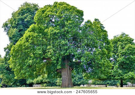 Huge Sweet Chestnut Tree , Rousham Park, Oxfordshire