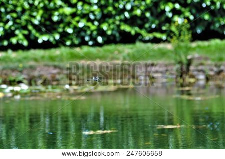 Dragonfly In Flight , Pond In Background, Rousham Park, Oxfordshire