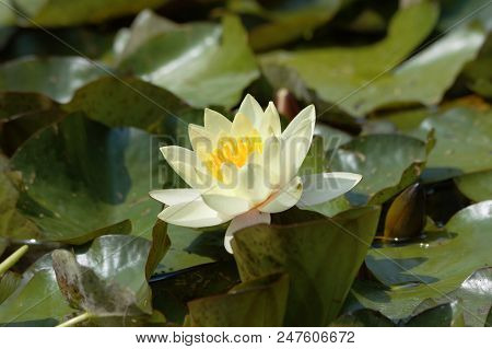 White Water Lily On Ornamental Pond , Rousham Gardens, Oxfordshire