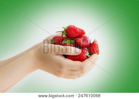 Women's Hands Holding A Large Handful Of Ripe Strawberries