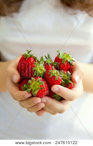 Women's Hands Holding A Large Handful Of Ripe Strawberries