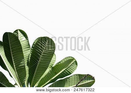 Tropical Plumeria Plant Leaves On White Isolated Background For Green Foliage Backdrop