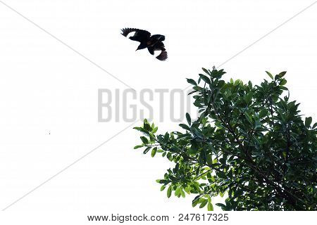 Tropical Tree Leaves With Branches And Bird Flying On White Isolated Background For Green Foliage Ba