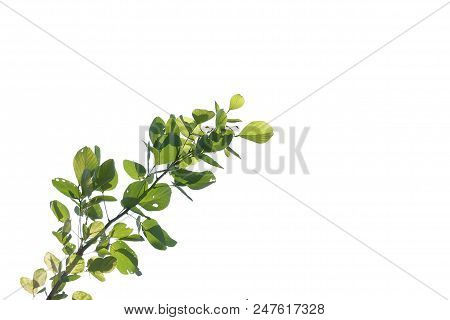 Tropical Tree Leaves With Branches And Sunlight On White Isolated Background For Green Foliage Backd