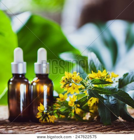 Bottles With St. John's Wort Extract And Flowers Hypericum, Organic Cosmetics With Herbal Extracts