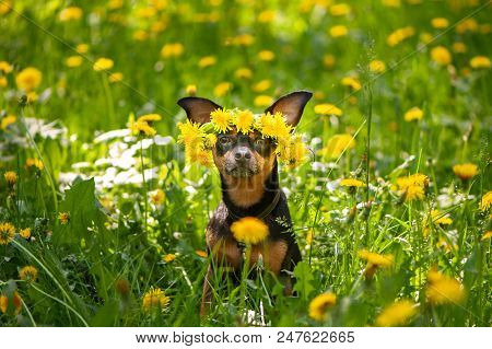 Сute Puppy, A Dog In A Wreath Of Spring Flowers  On A Flowering Meadow, A Portrait Of A Dog. Spring 