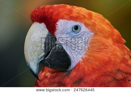 Portrait Of The Macaw Parrot Over The Background