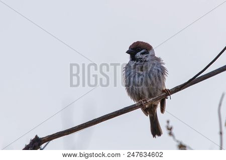 The Sparrow Sits On A Branch And Straightened Feathers. Closeup Shot