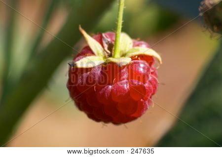 ราสเบอร์รี่