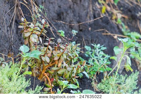 Succulent Houseplant Crassula In Wild Nature On Ground.