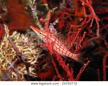Longnosed Hawkfish