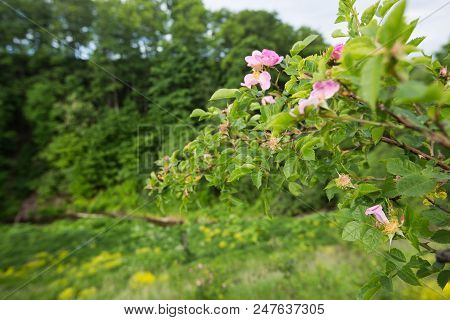 Blooming Briar Flowers