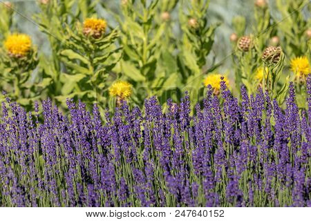 The Flourishing Lavender And Yellow Star-thistle Flowers