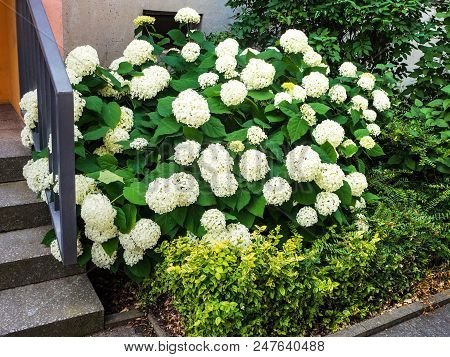 White Hydrangea Flower