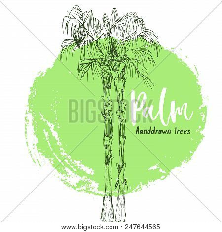 Isolated Coconut Or Queen Palm Trees With Leaves. Beach And Rainforest, Desert Coco Flora Logo. Foli