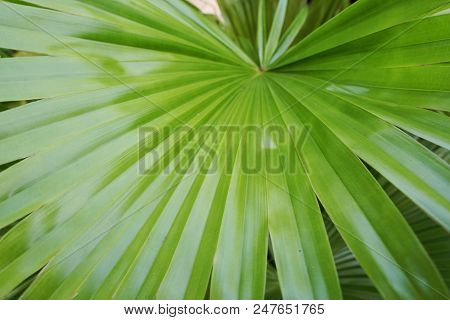 Close Up Of Leaves Saw Palmetto, Abstract Leaves Texture, Ecological Concept, Space For Text In Temp