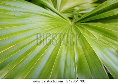 Close Up Of Leaves Saw Palmetto, Abstract Leaves Texture, Ecological Concept, Space For Text In Temp