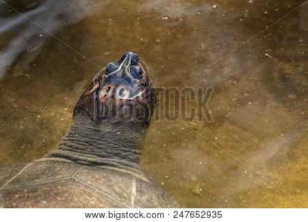 Soft Shell Turtle Has Come Up For Some Air