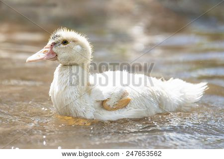 Baby Indodas Swim In The Pond On A Sunny Summer Day