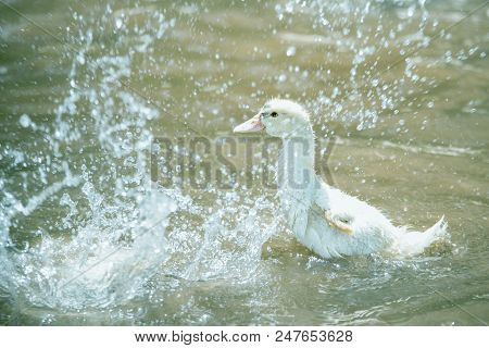 Indoda And Splashes Of Water In The Pond In Sunny Bright Day