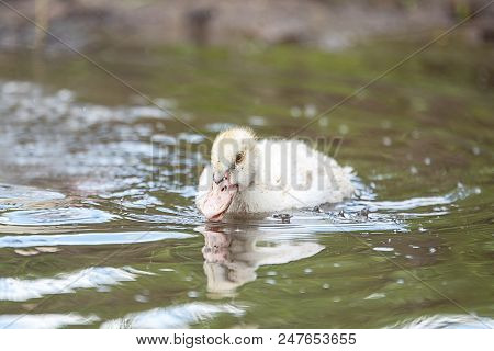 Baby Indodas Swim In The Pond On A Sunny Summer Day