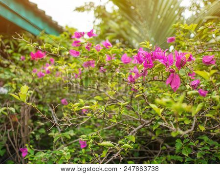 Beautiful Purple Bougainvillea Flowers In The Park Bangkok Thailand