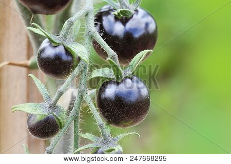 Black Tomatoes On A Branch In The Garden. Indigo Rose Tomato .