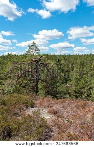 Overlooking Tree Tops And A Beautiful Sky In Murstensdalen Sweden