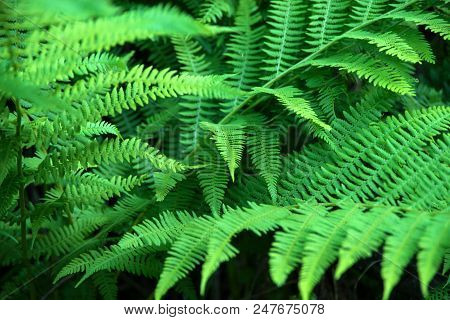 Beautyful Ferns Leaves Green Foliage Natural Floral Fern Background In Sunlight.