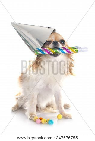 Chihuahua And Cotillon In Front Of White Background