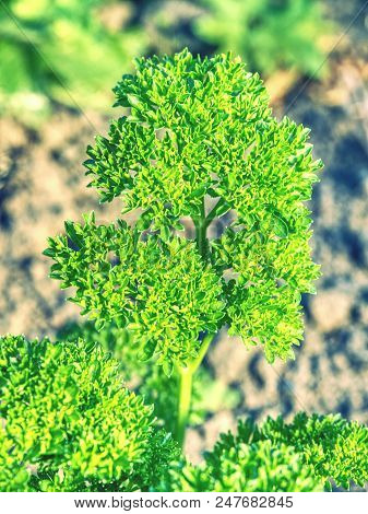 Beautiful Parsley Leaves In The Garden. Growing Spice In Bio Garden. Parsley Petroselinum Crispum, F