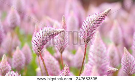 Tiarella Sky Rocket Pink Color Flowers Close-up